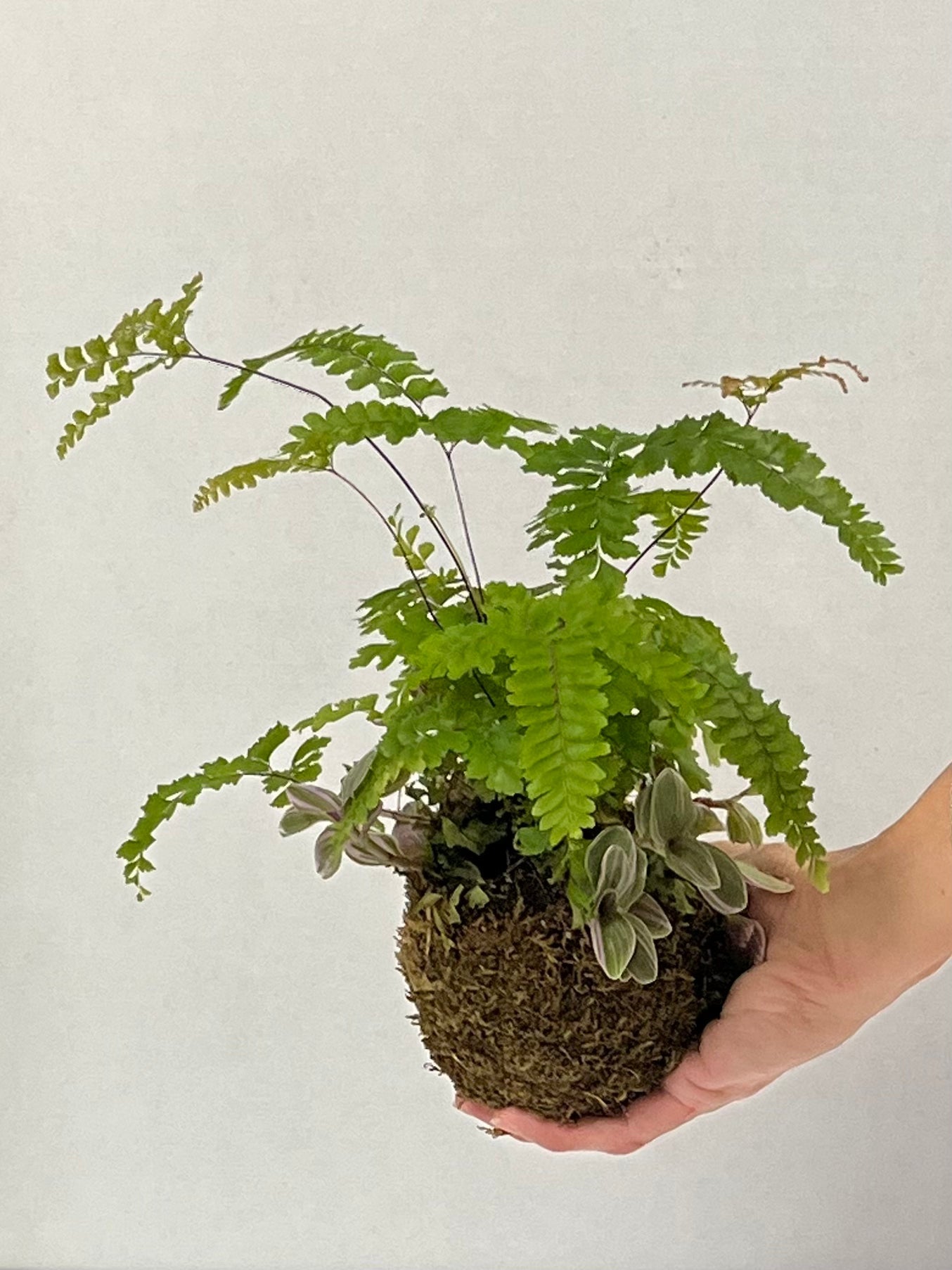 Wabi-Sabi Collection