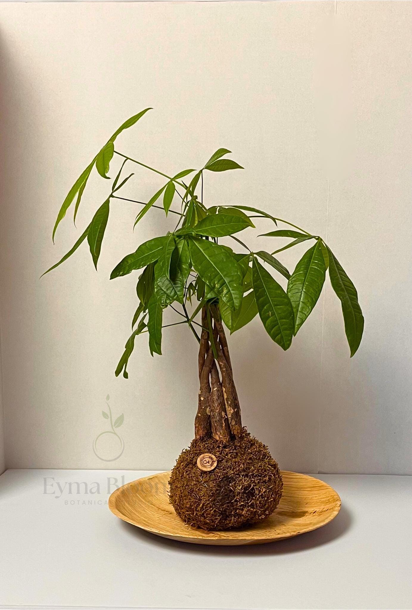 Money Tree Kokedama – Pachira Aquatica Japanese Moss Ball/ Indoor lucky plant