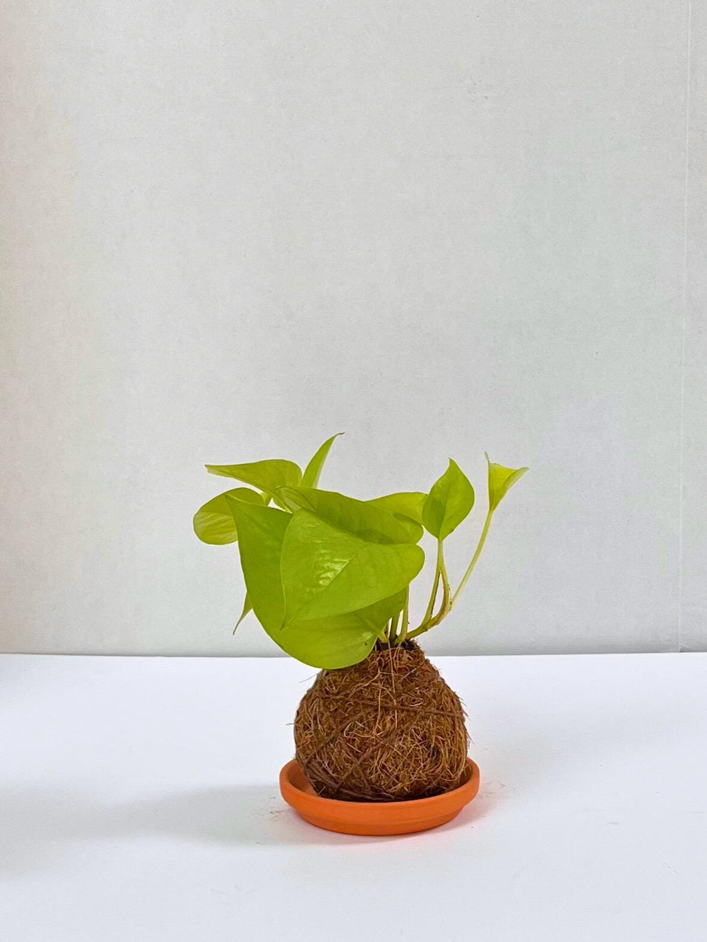 Handcrafted Neon Pothos Kokedama-Japanese Moss Ball Planter