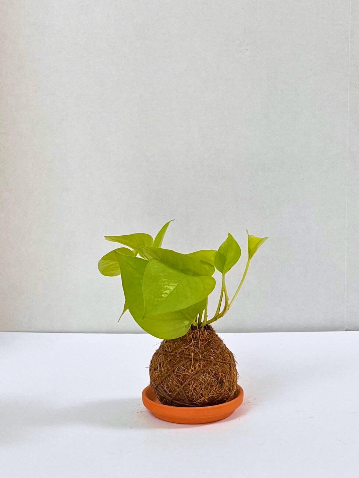 Handcrafted Neon Pothos Kokedama-Japanese Moss Ball Planter