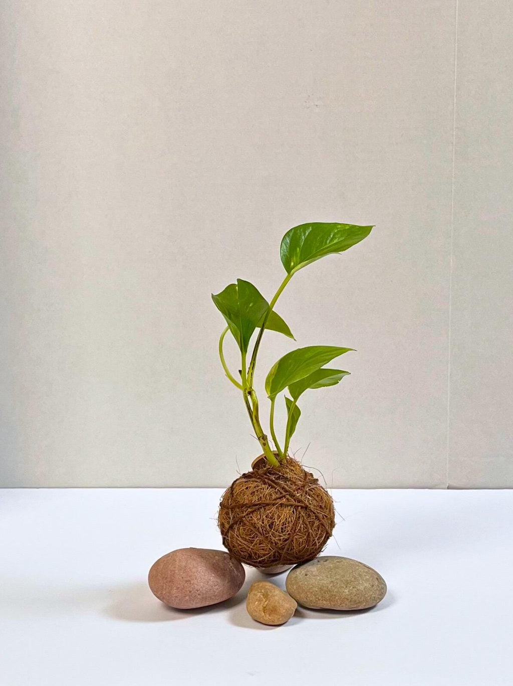 Handcrafted Pothos Kokedama: Japanese Moss Ball Planter
