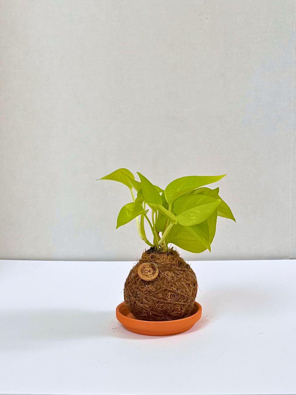 Handcrafted Neon Pothos Kokedama-Japanese Moss Ball Planter