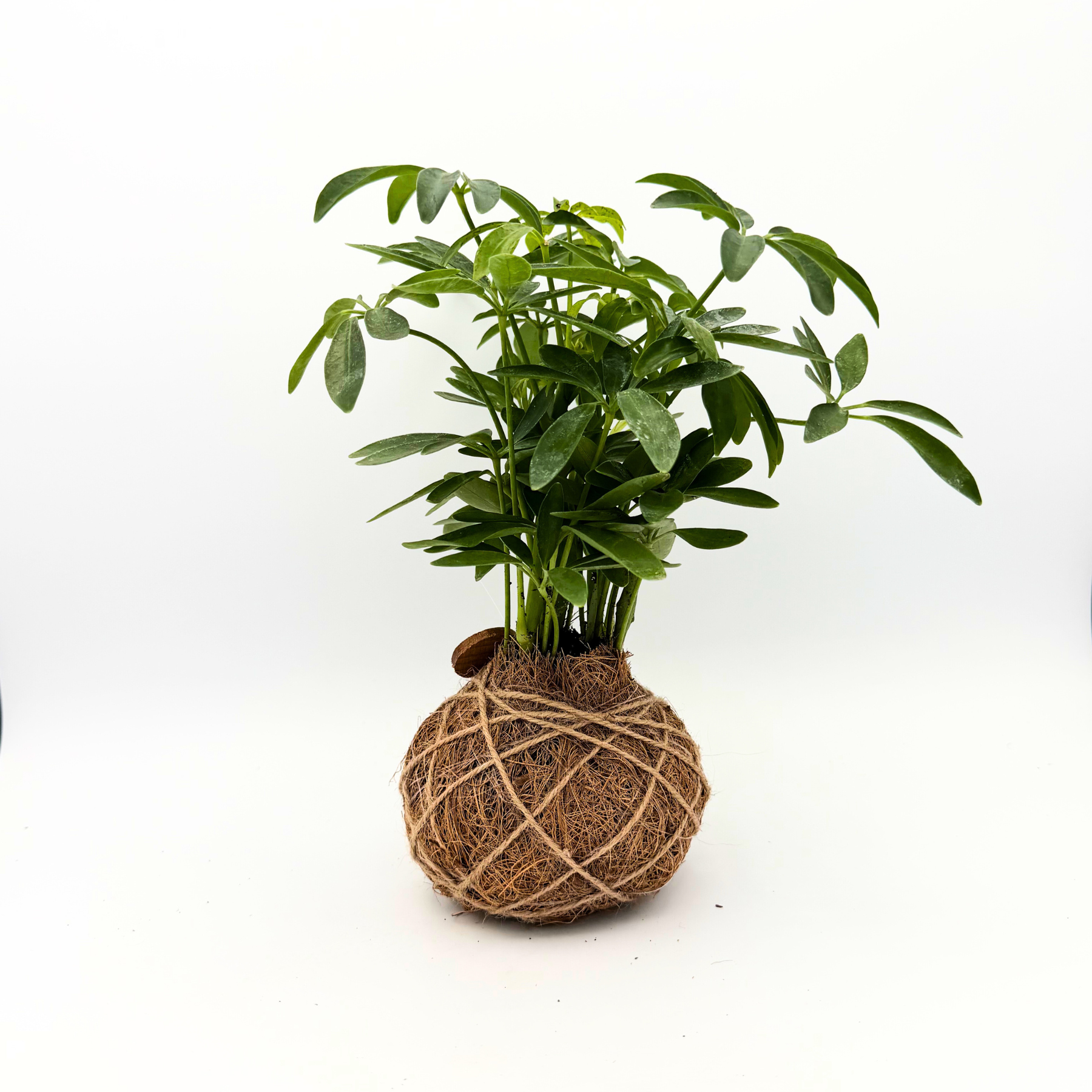 Handcrafted Schefflera Kokedama | Natural Home Decor