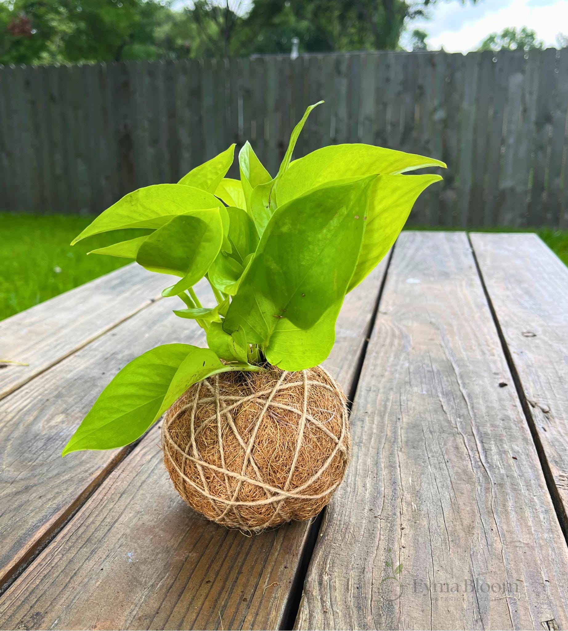 Handcrafted Neon Pothos Kokedama-Japanese Moss Ball Planter