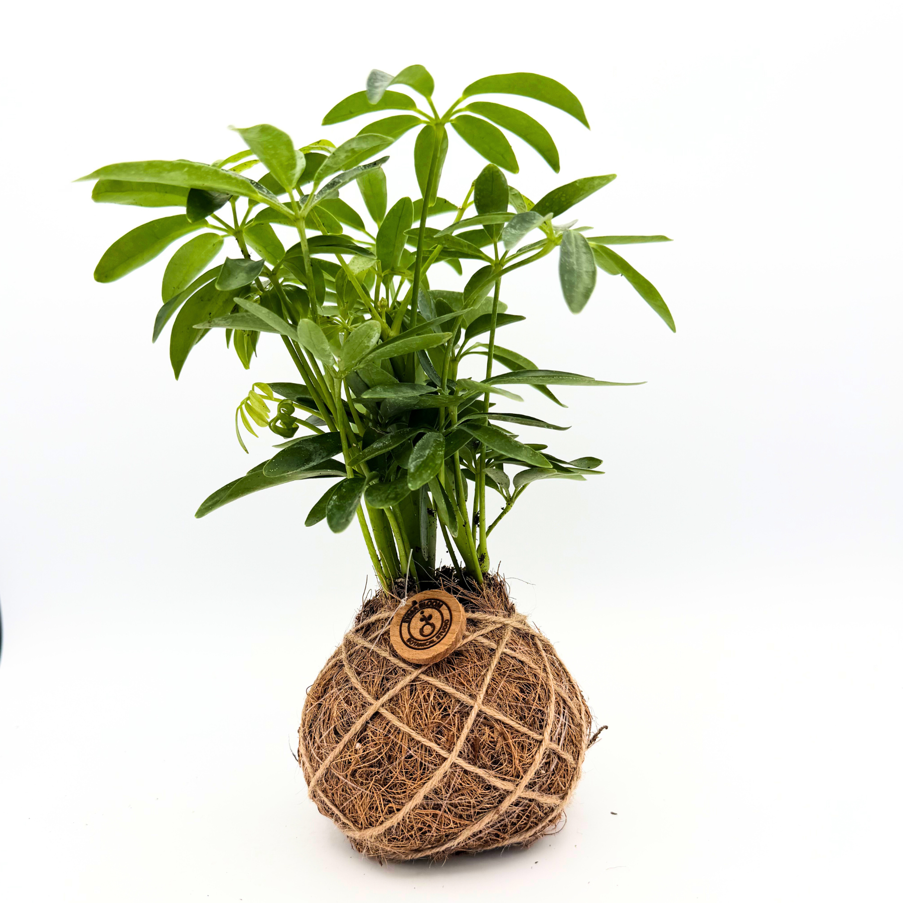 Handcrafted Schefflera Kokedama | Natural Home Decor