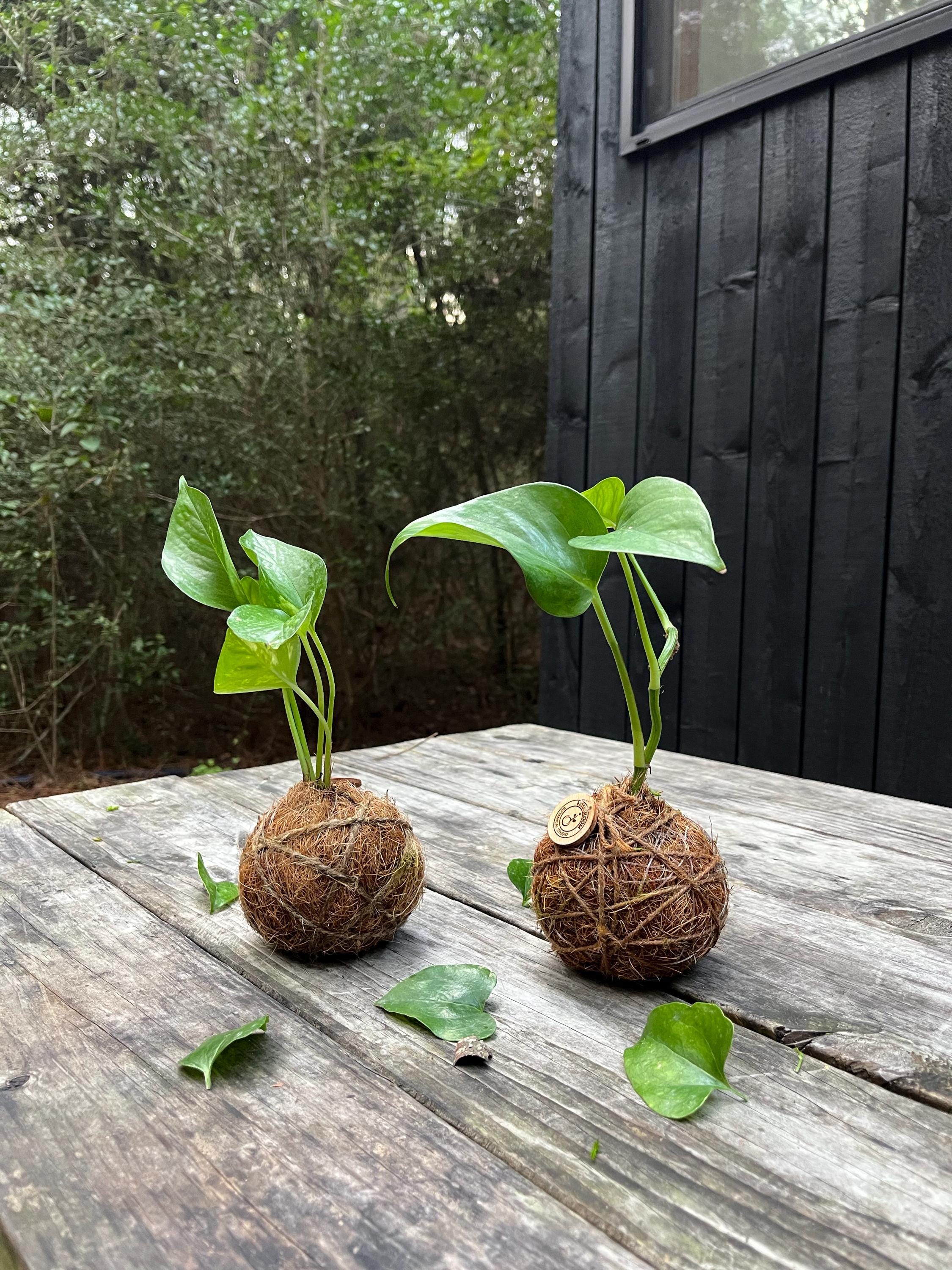 Handcrafted Pothos Kokedama: Japanese Moss Ball Planter