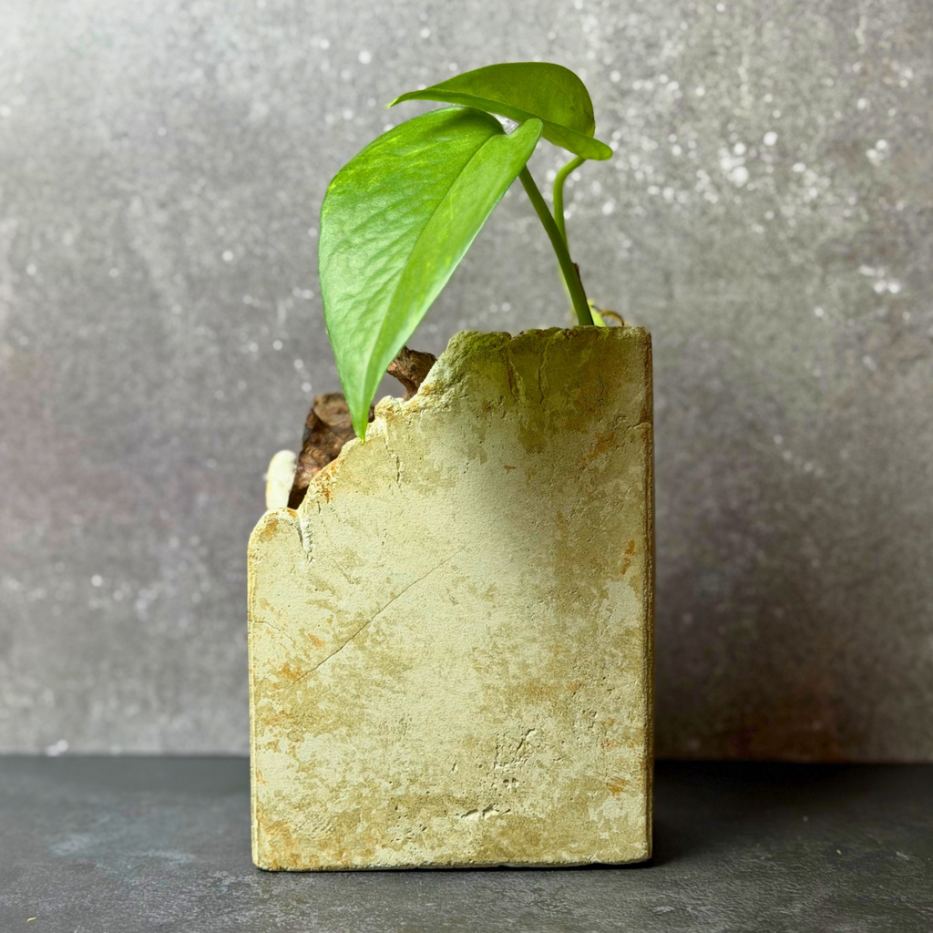 Sculptural Propagation Vessel