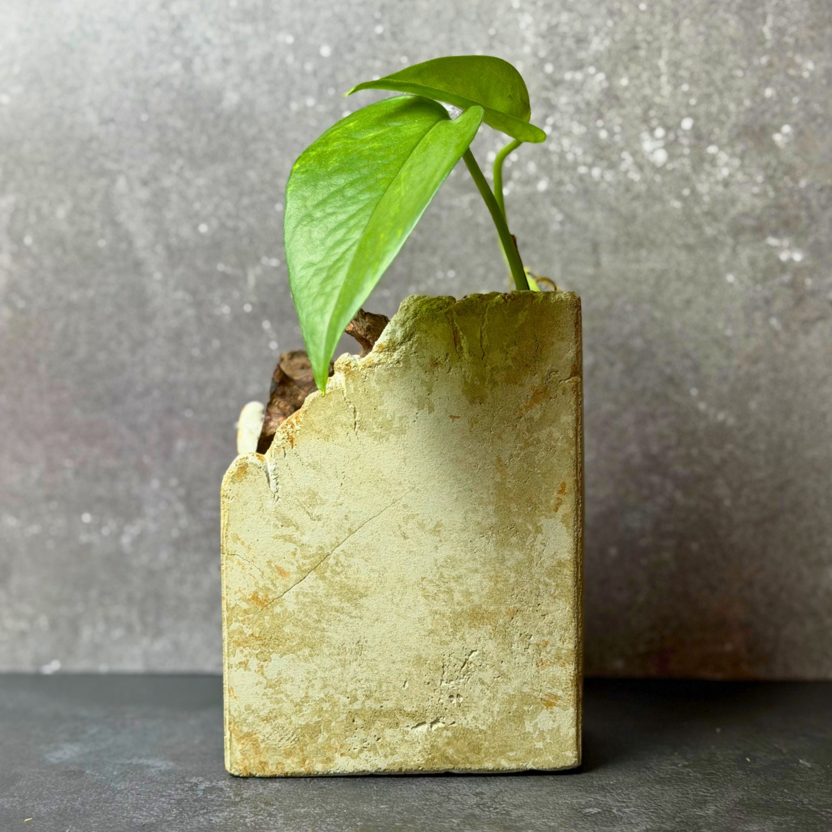 Sculptural Propagation Vessel