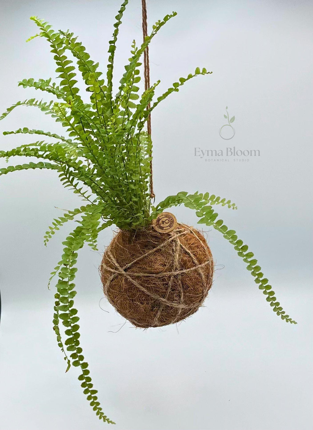 Button Fern Kokedama| Handmade Indoor Plant Decor
