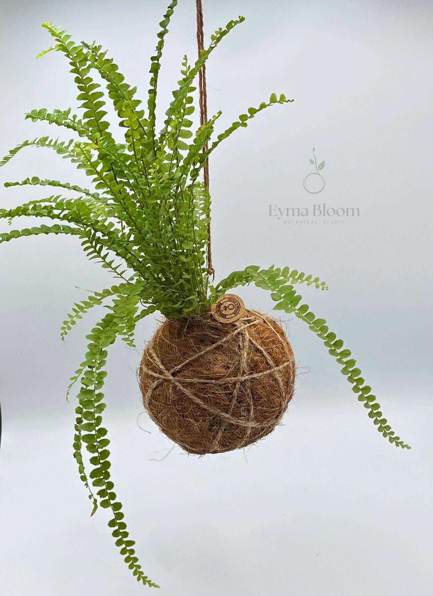 Button Fern Kokedama| Handmade Indoor Plant Decor