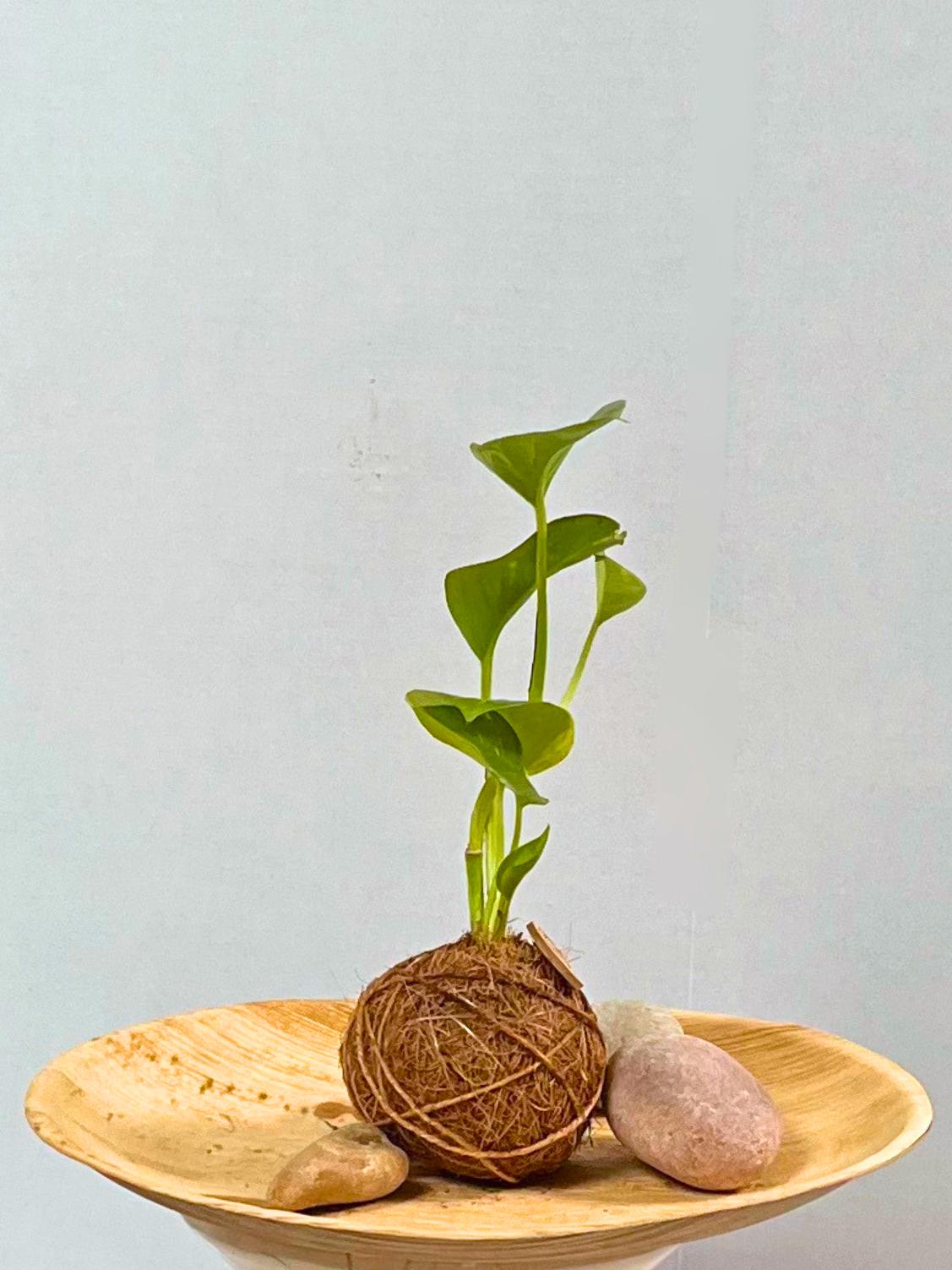Handcrafted Pothos Kokedama: Japanese Moss Ball Planter