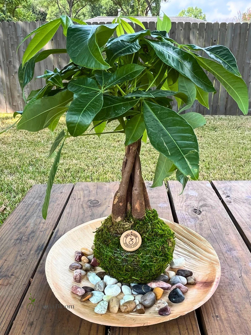 Money Tree Kokedama – Pachira Aquatica Japanese Moss Ball/ Indoor lucky plant