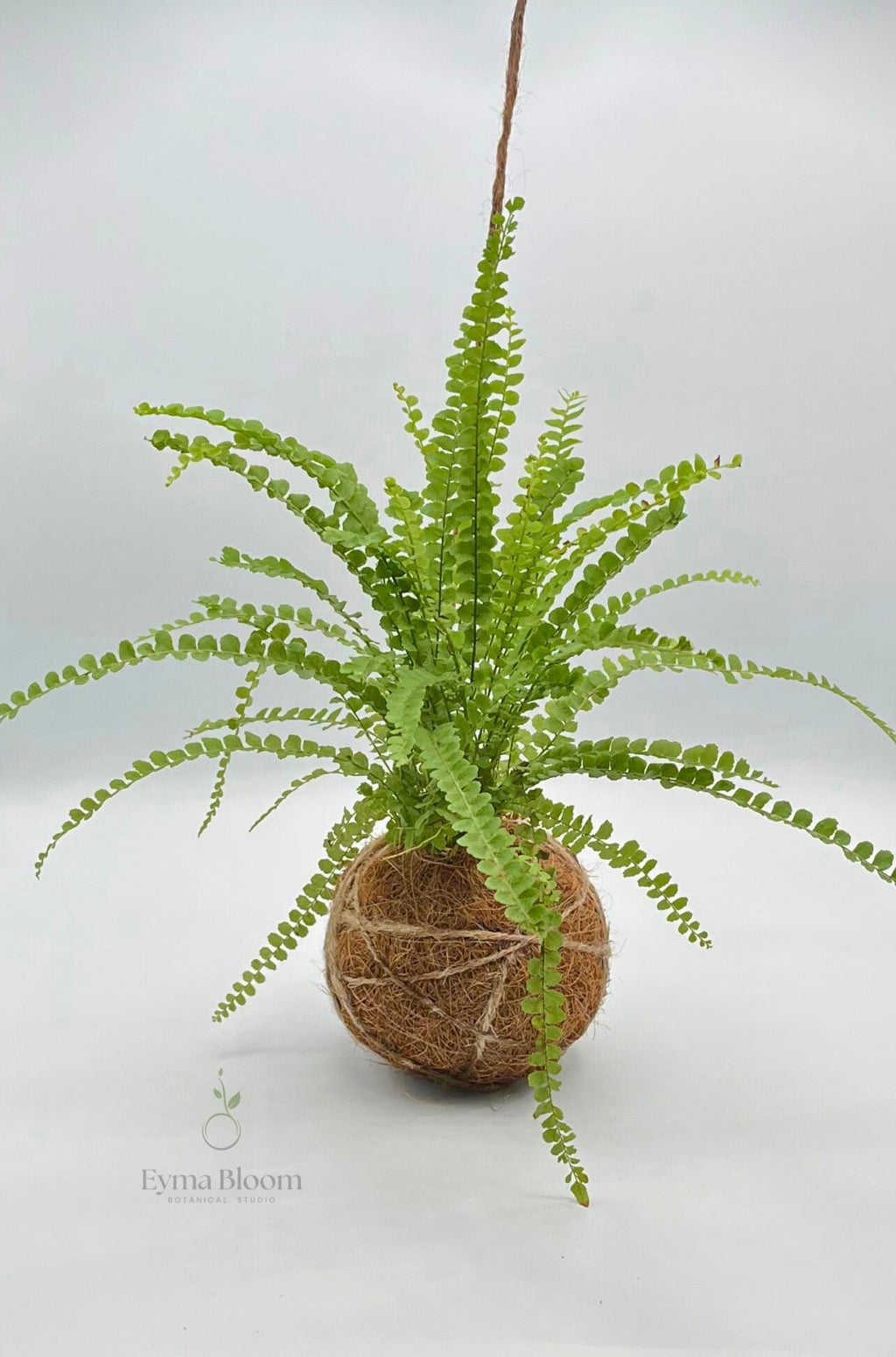 Button Fern Kokedama| Handmade Indoor Plant Decor