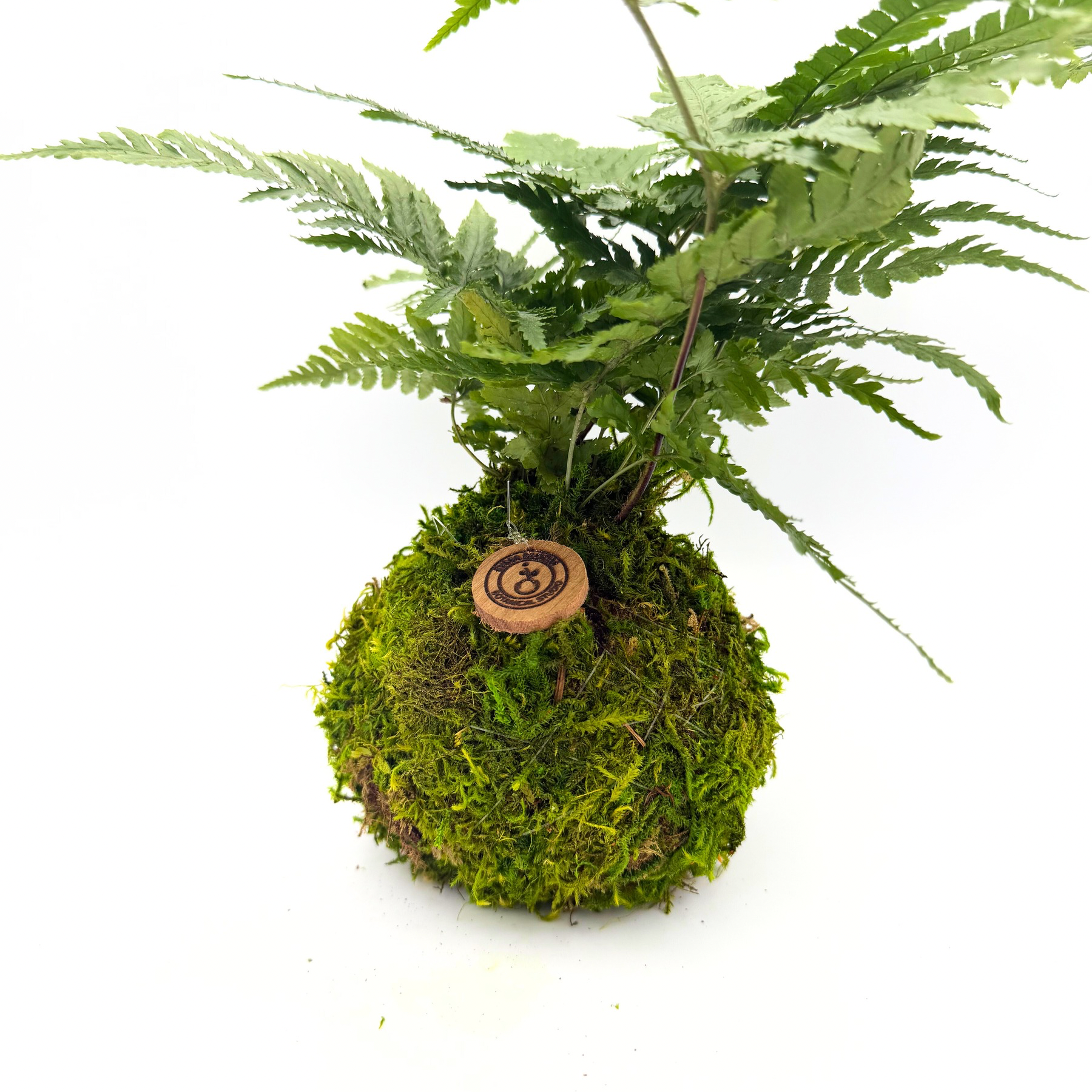 Fern Kokedama – Handcrafted Japanese Moss Ball Plant | EymaBloom
