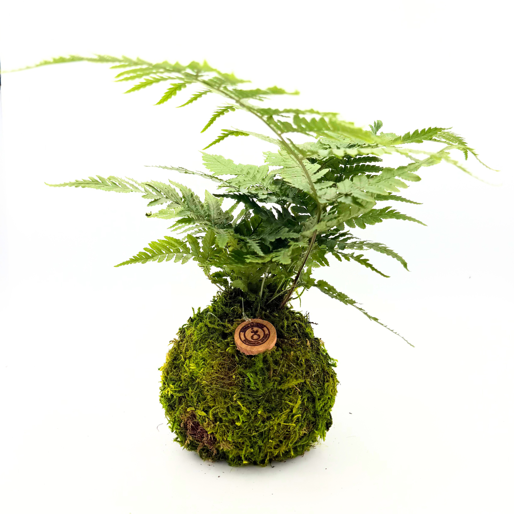 Fern Kokedama – Handcrafted Japanese Moss Ball Plant | EymaBloom