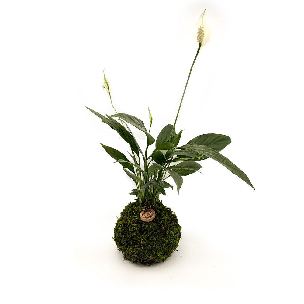 Peace Lily