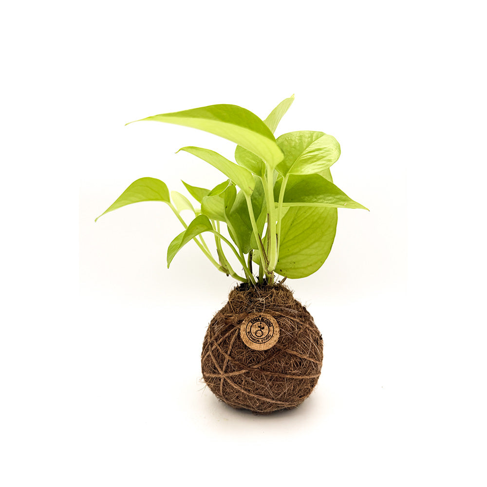 Handcrafted Neon Pothos Kokedama-Japanese Moss Ball Planter