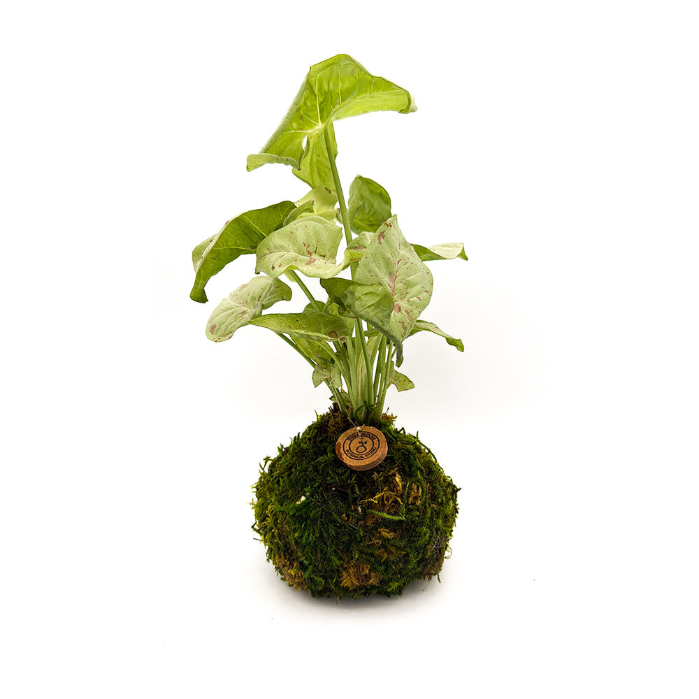 Champaign Syngonium Kokedama | Handcrafted Indoor Plant