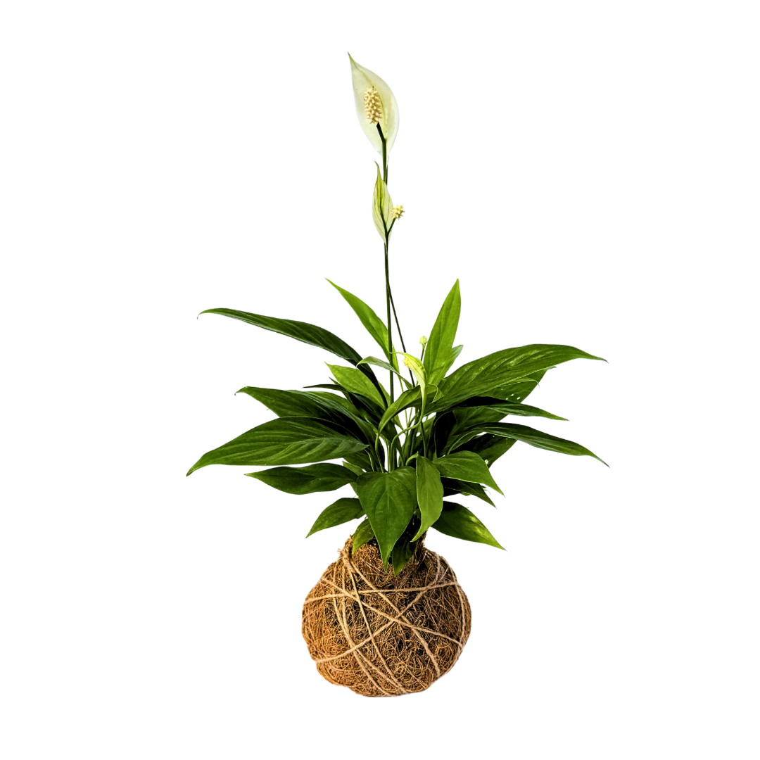 Peace Lily