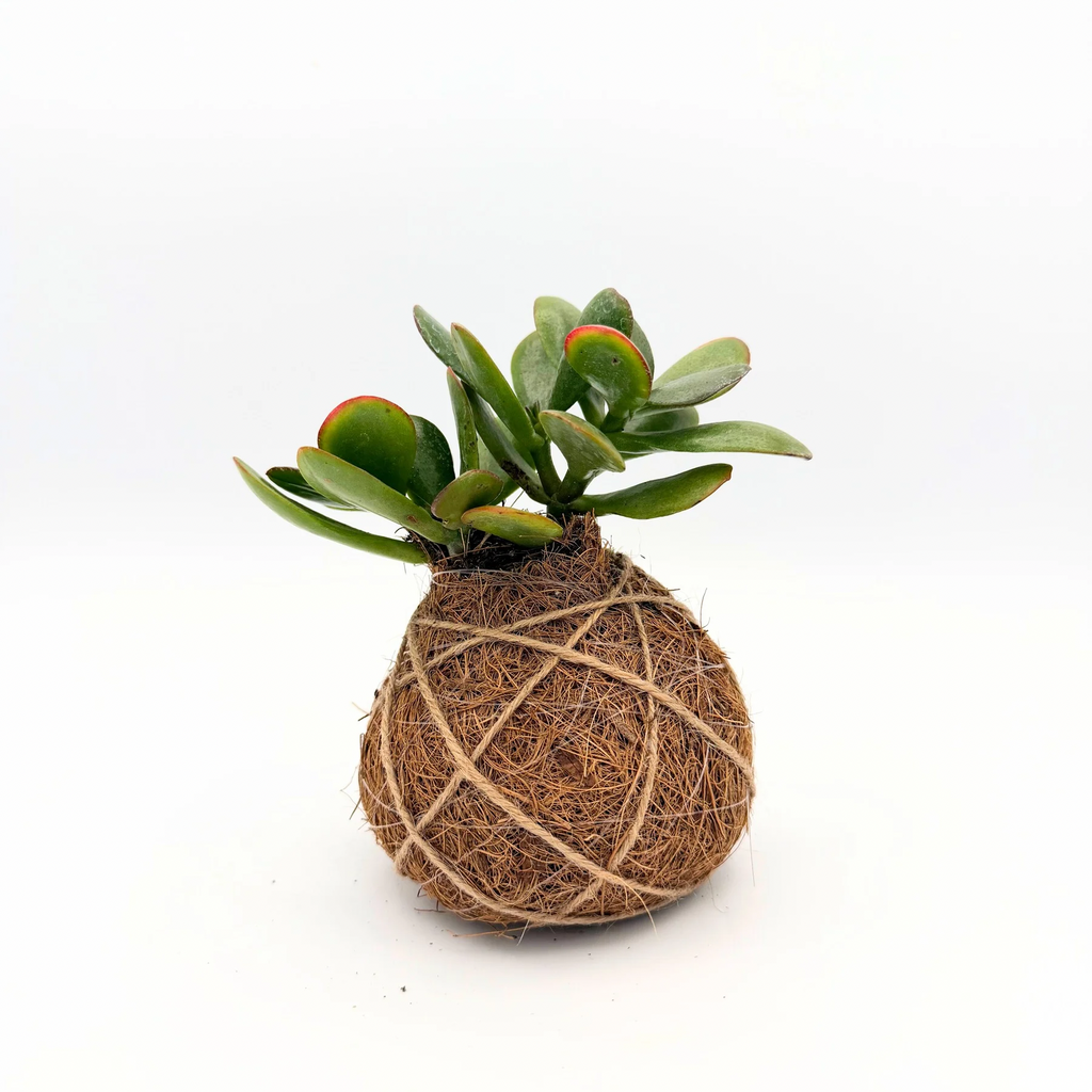 Succulent Kokedama