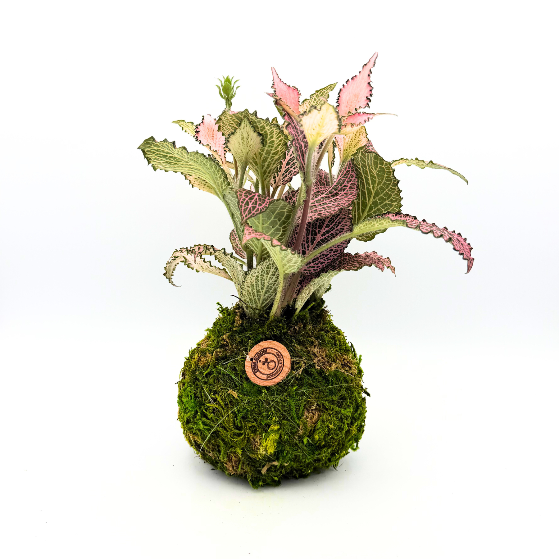 Fittonia Frankie Kokedama | Handcrafted Moss Ball Plant