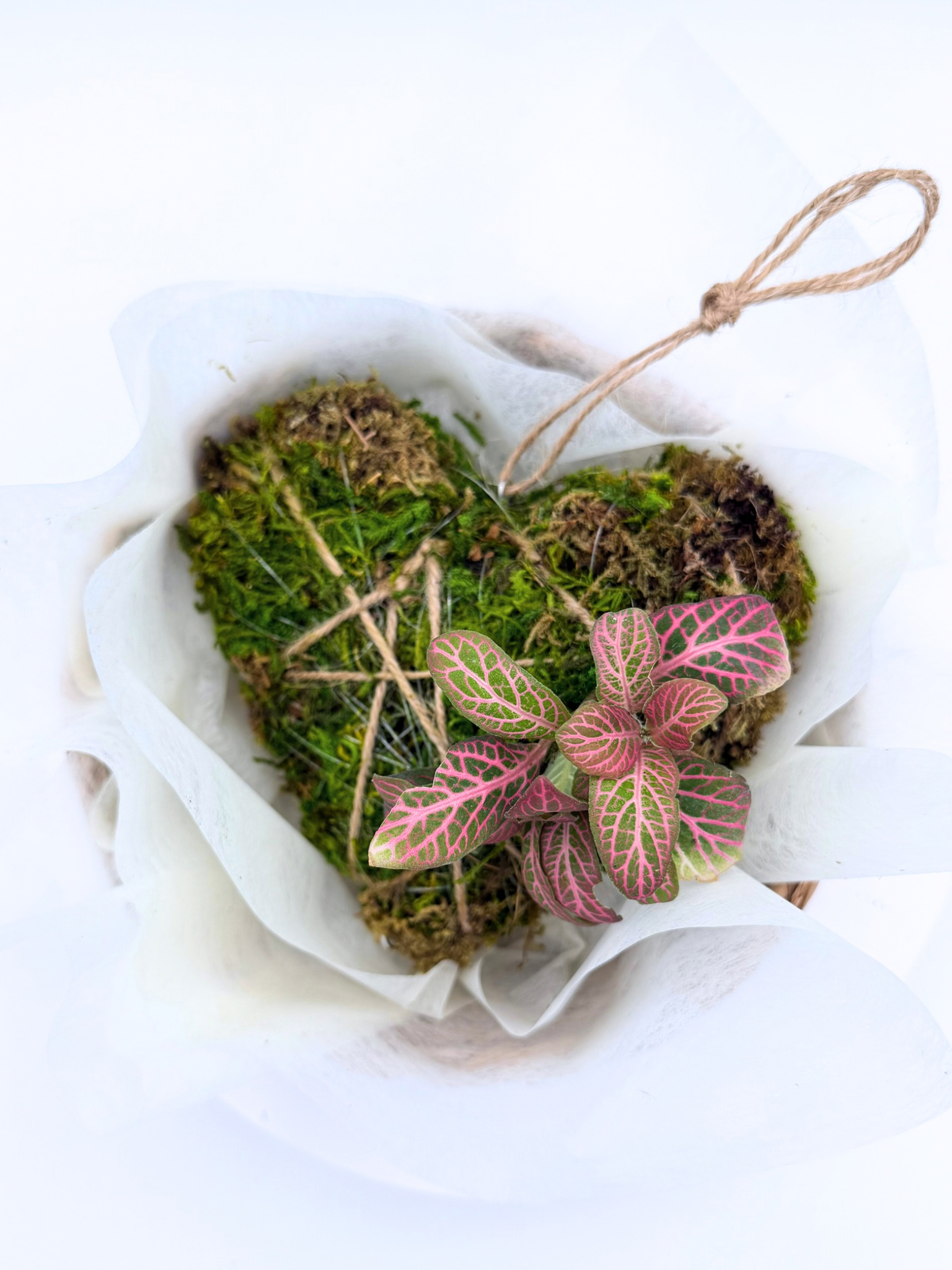 Heart Moss Kokedama with Pink Fittonia