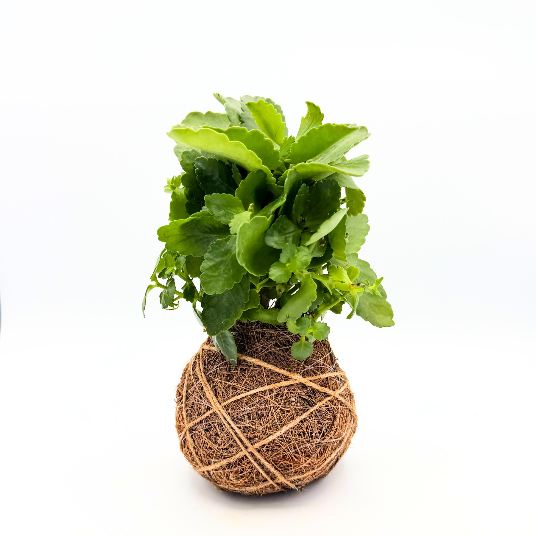 Kalanchoe Kokedama – Handcrafted Coconut fiber Ball Plant