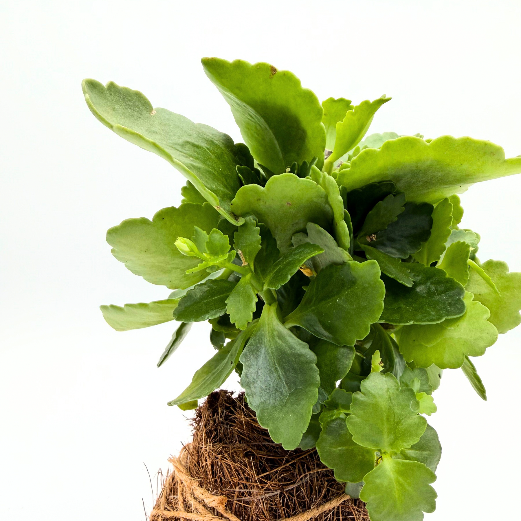 Kalanchoe Kokedama – Handcrafted Coconut fiber Ball Plant