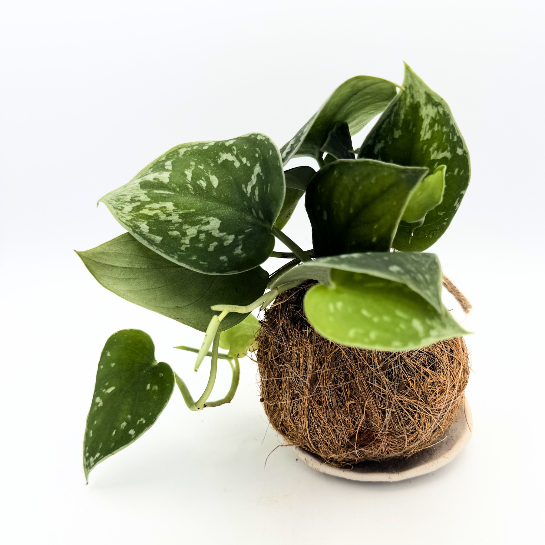 Wabi-Sabi Scindapsus Kokedama – Moss Ball with Handmade Base