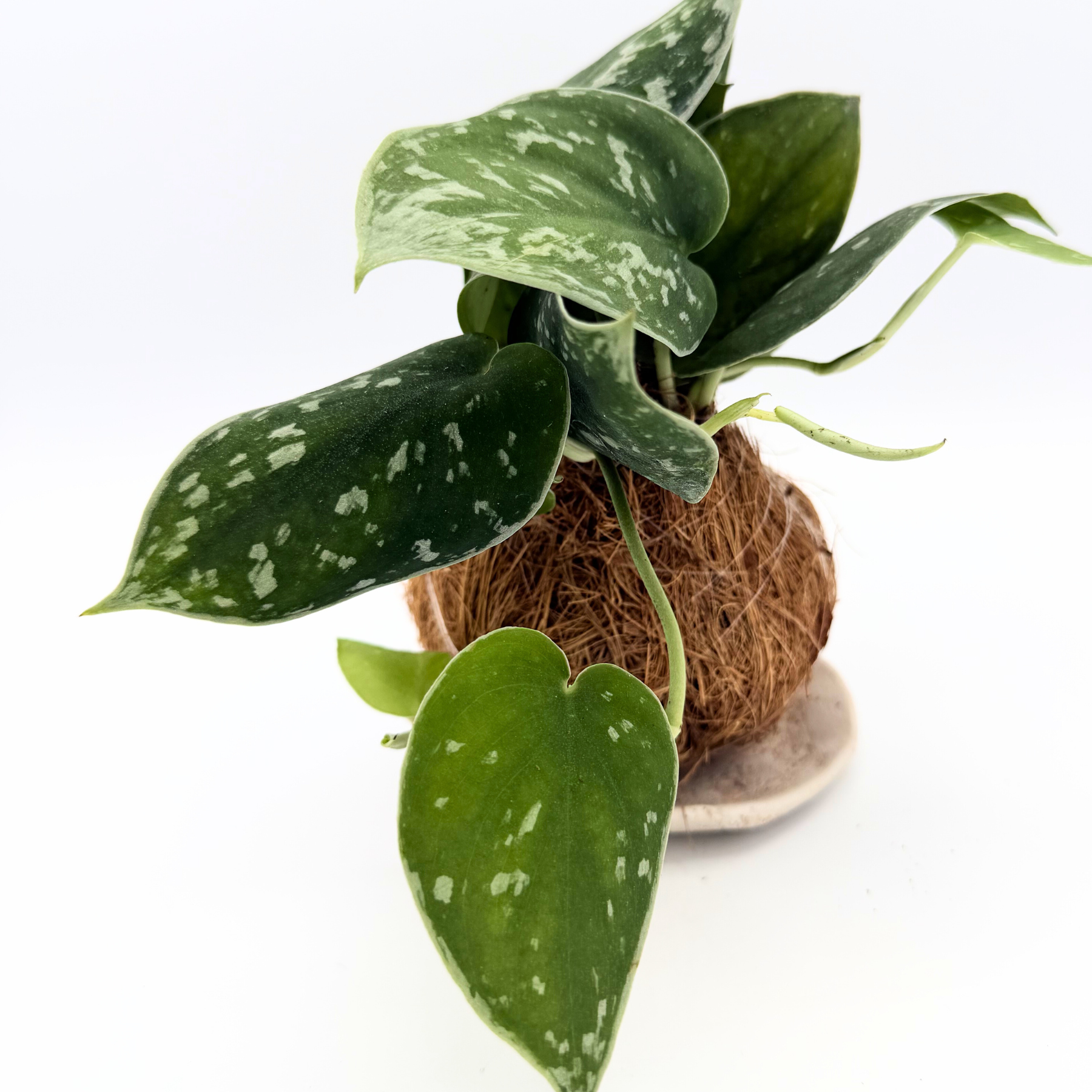 Wabi-Sabi Scindapsus Kokedama – Moss Ball with Handmade Base