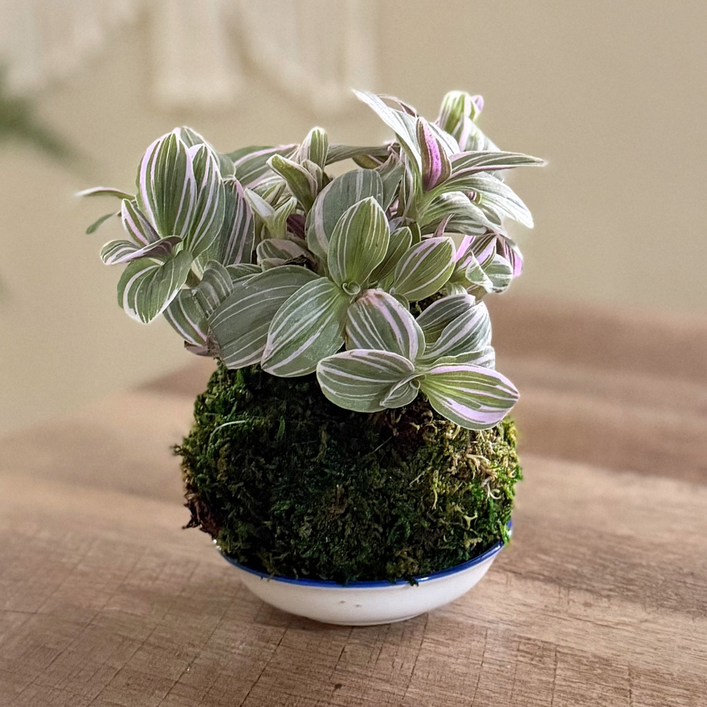 Nanouk Kokedama