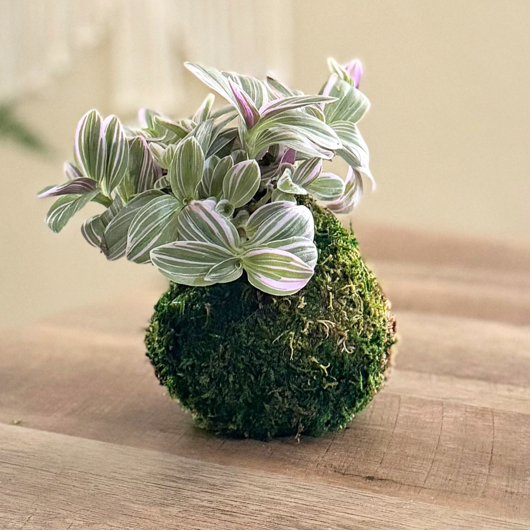 Nanouk Kokedama