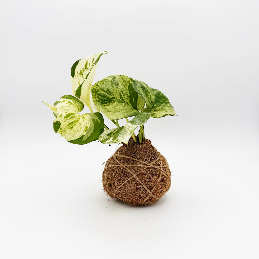 Manjula Pothos