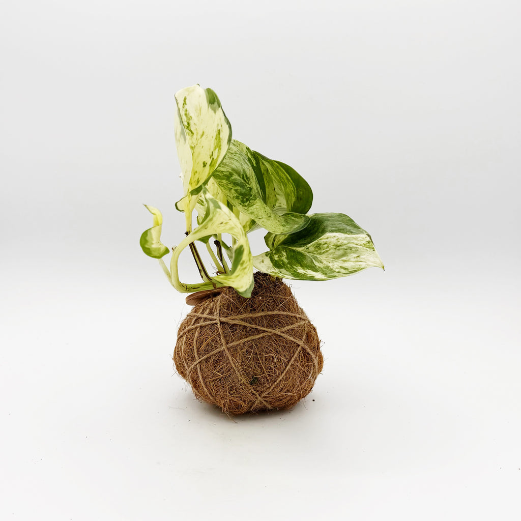 Manjula Pothos