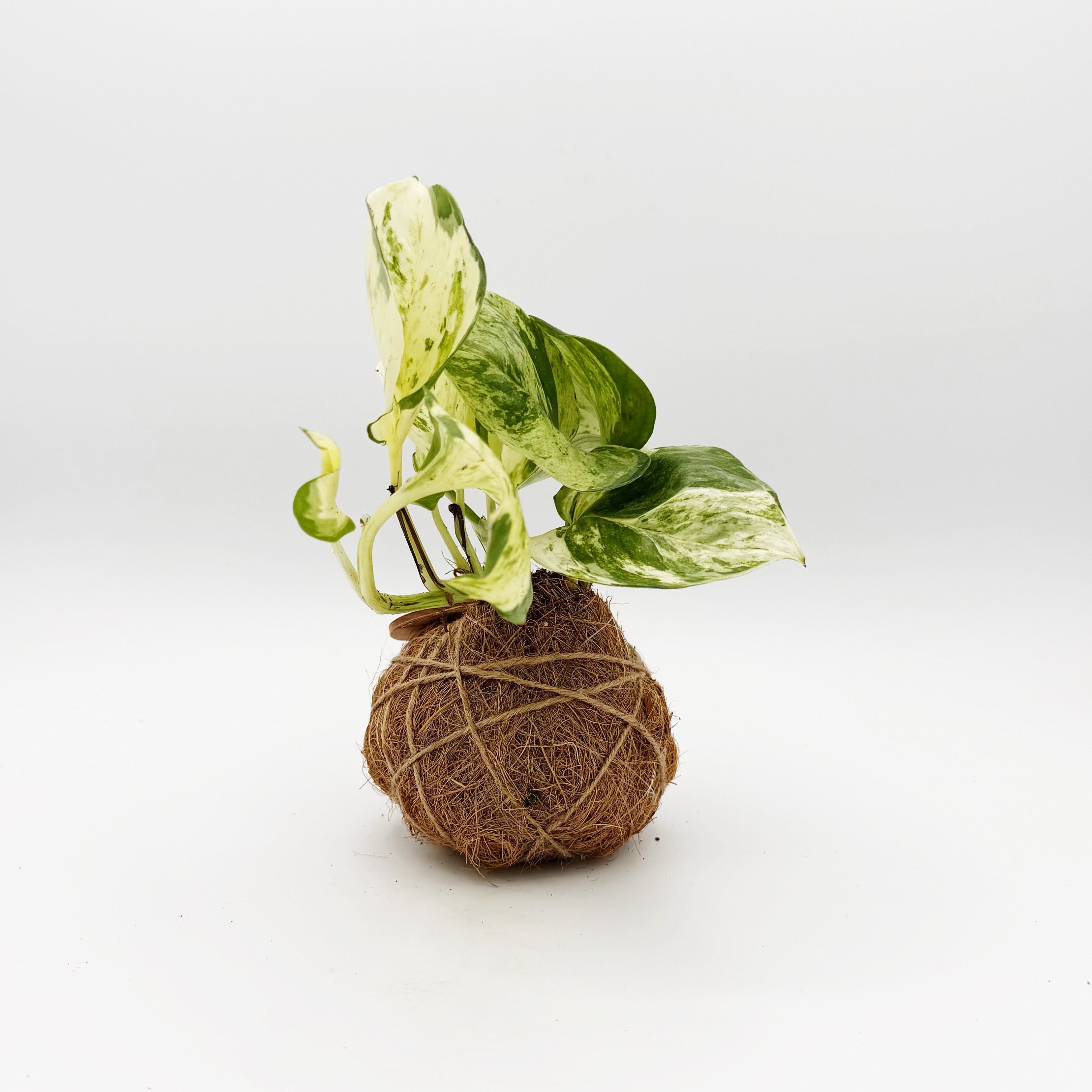 Manjula Pothos