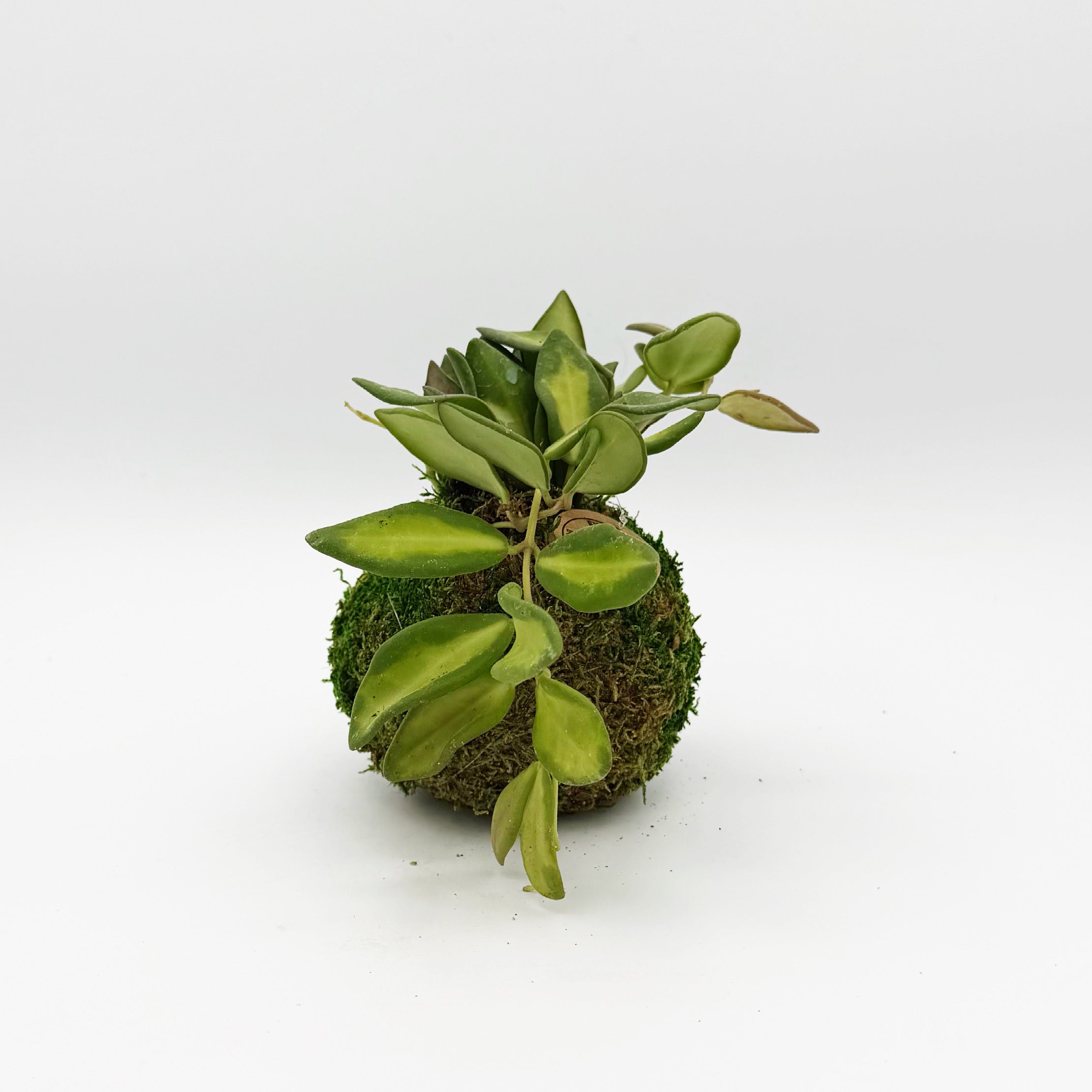 Variegated Hoya
