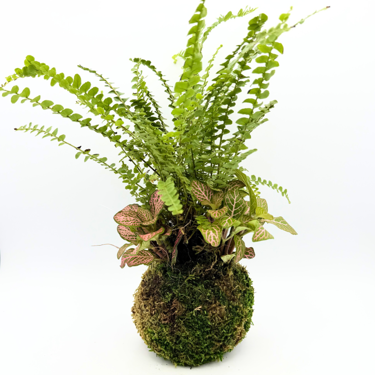 Fittonia & Fern Kokedama