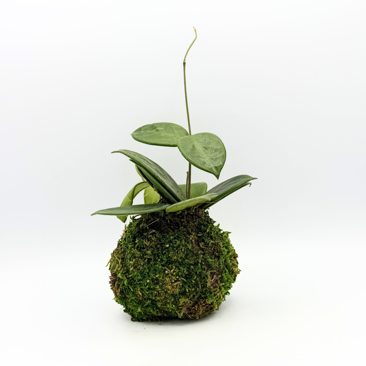 Hoya Carnosa