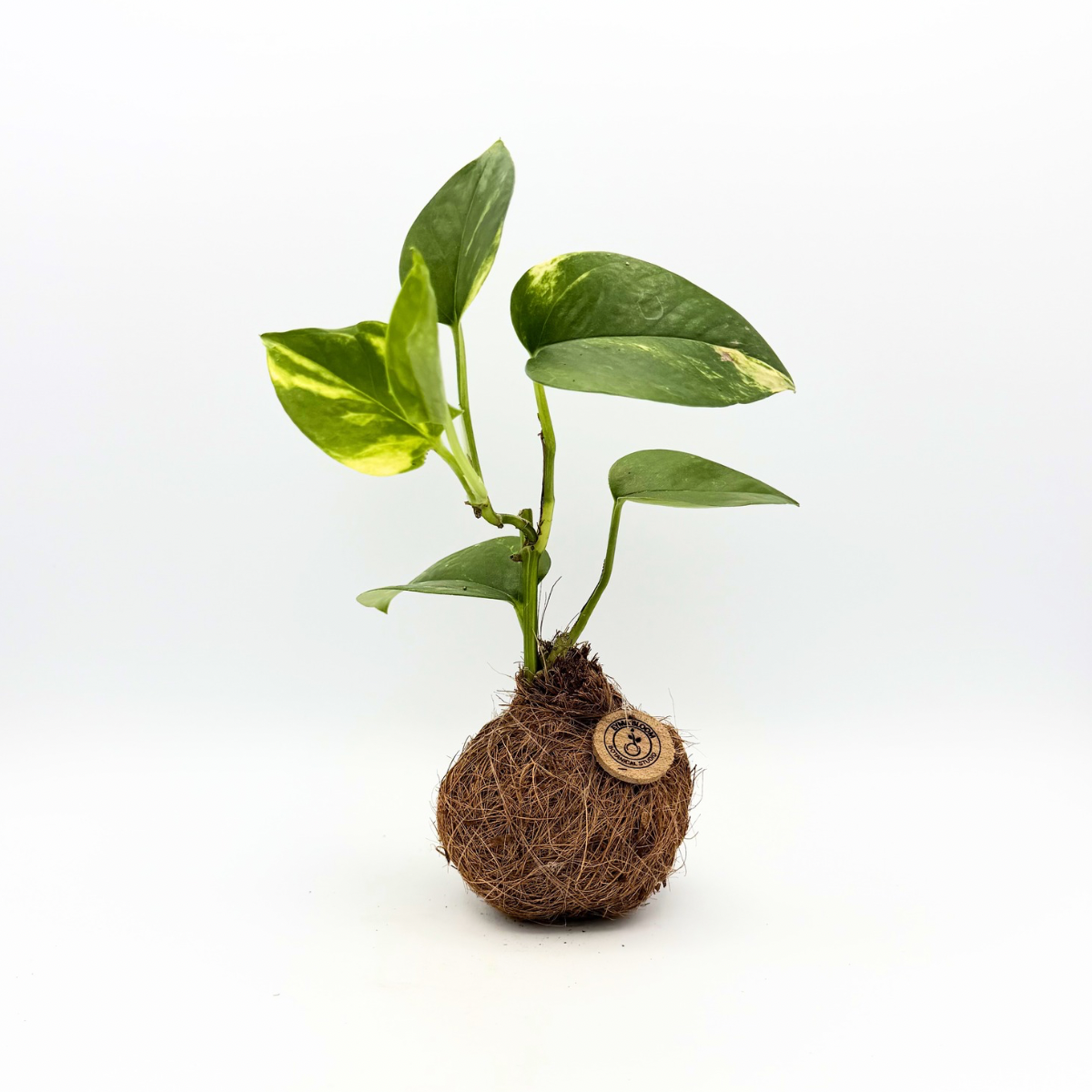 Pothos Kokedama