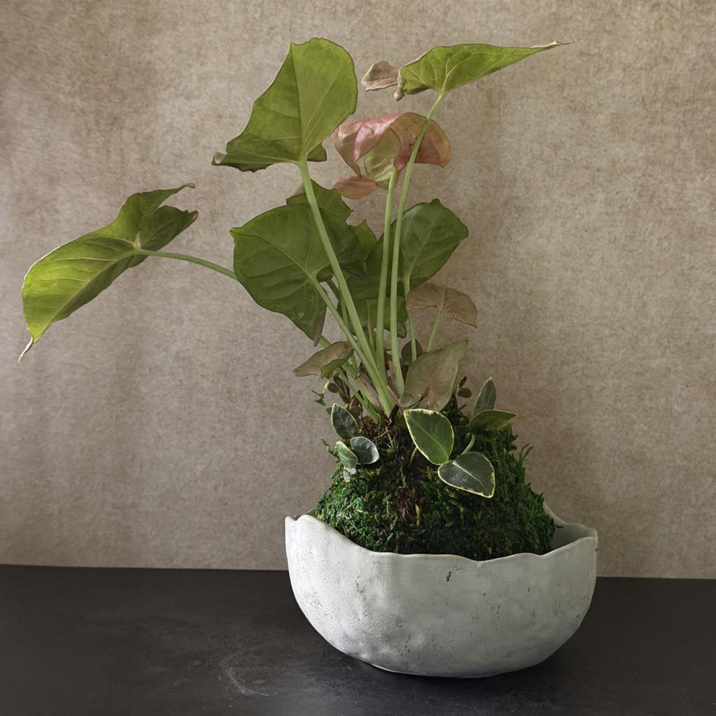 Pink Syngonium Kokedama Arrangement