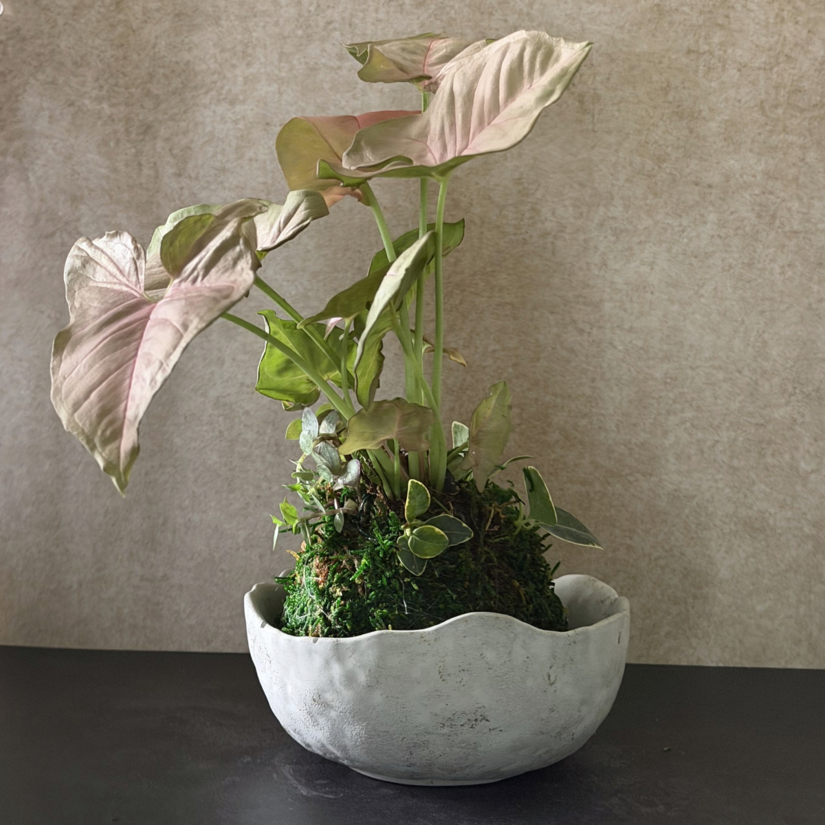 Pink Syngonium Kokedama Arrangement