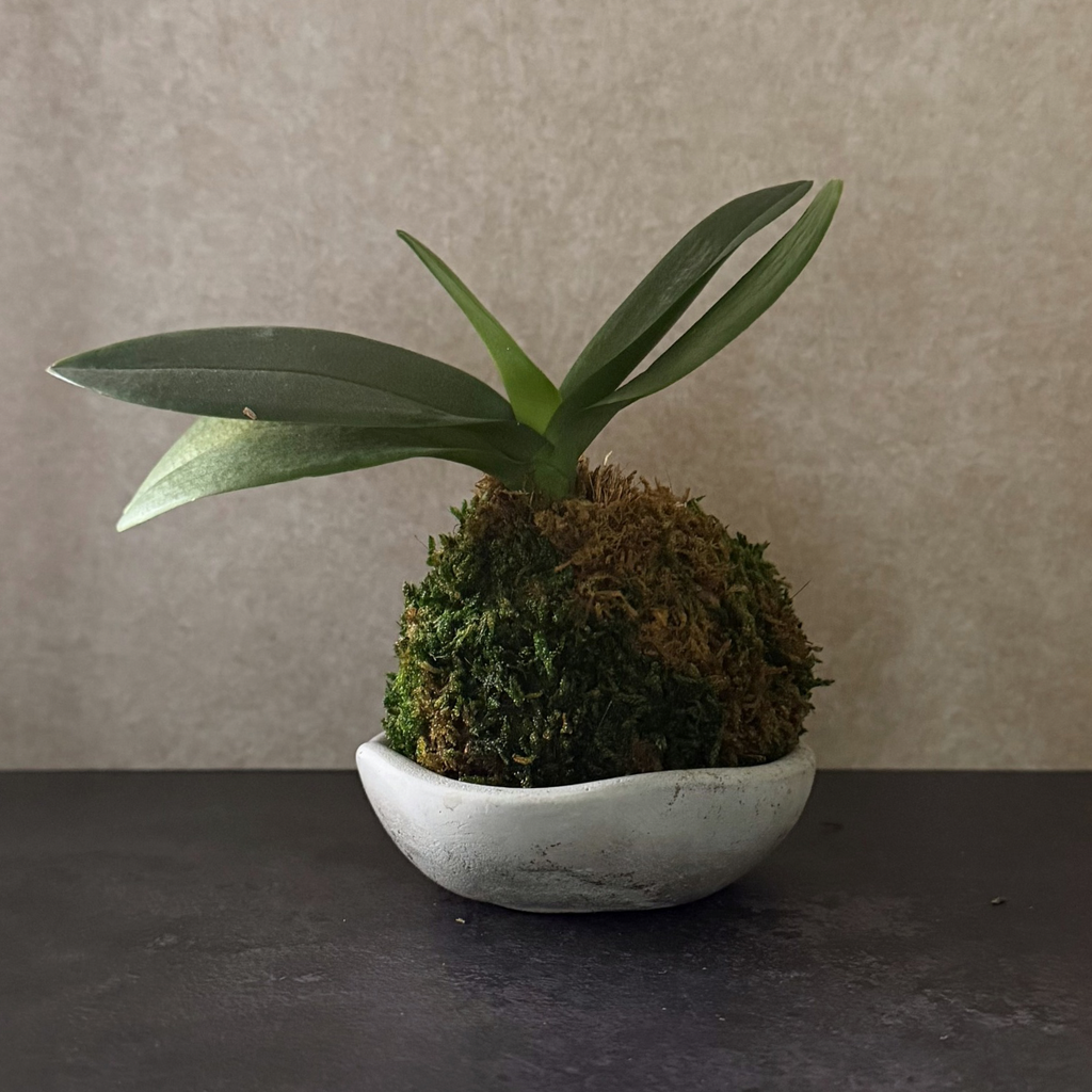 Mini Orchid Kokedama in Concrete Bowl