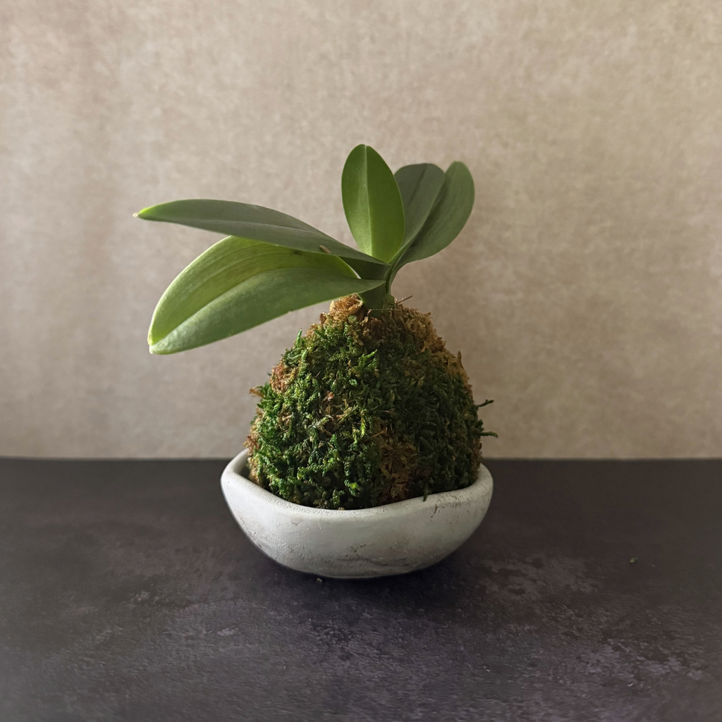 Mini Orchid Kokedama in Concrete Bowl