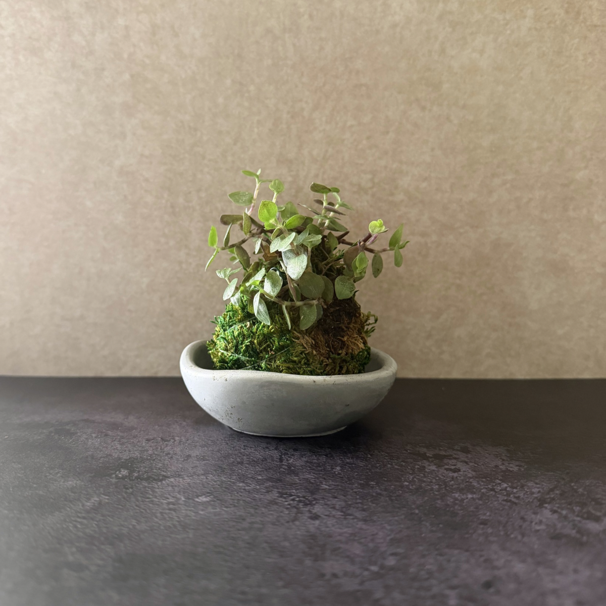 Mini Callisia Repens Kokedama in Concrete Bowl