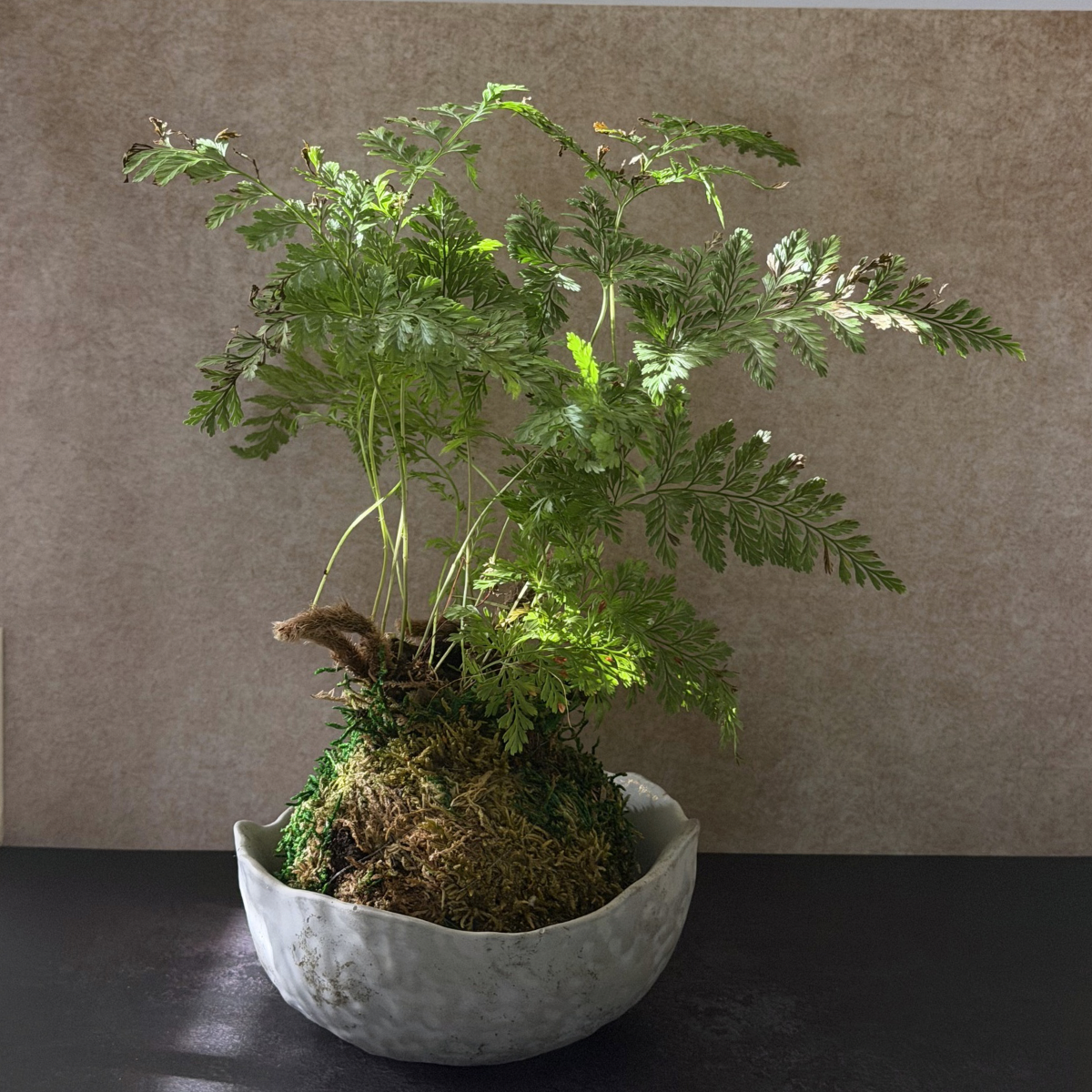 Rabbit’s Foot Fern Kokedama in Wabi-Sabi Bowl