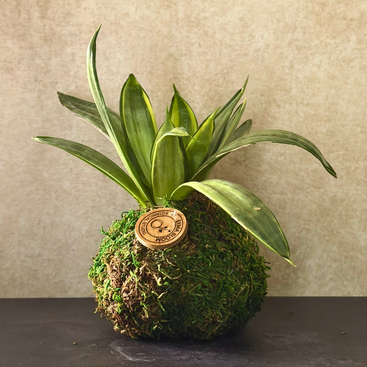 Small Snake Plant