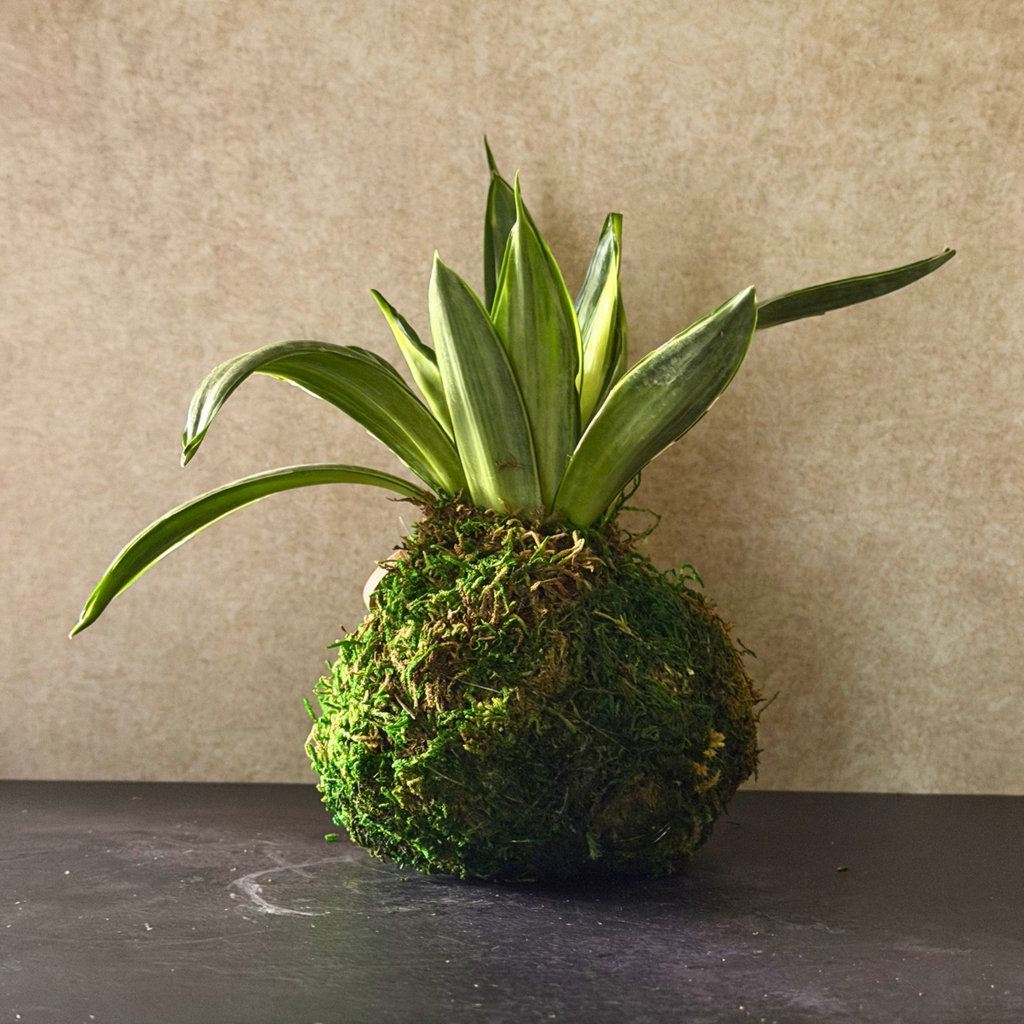 Small Snake Plant