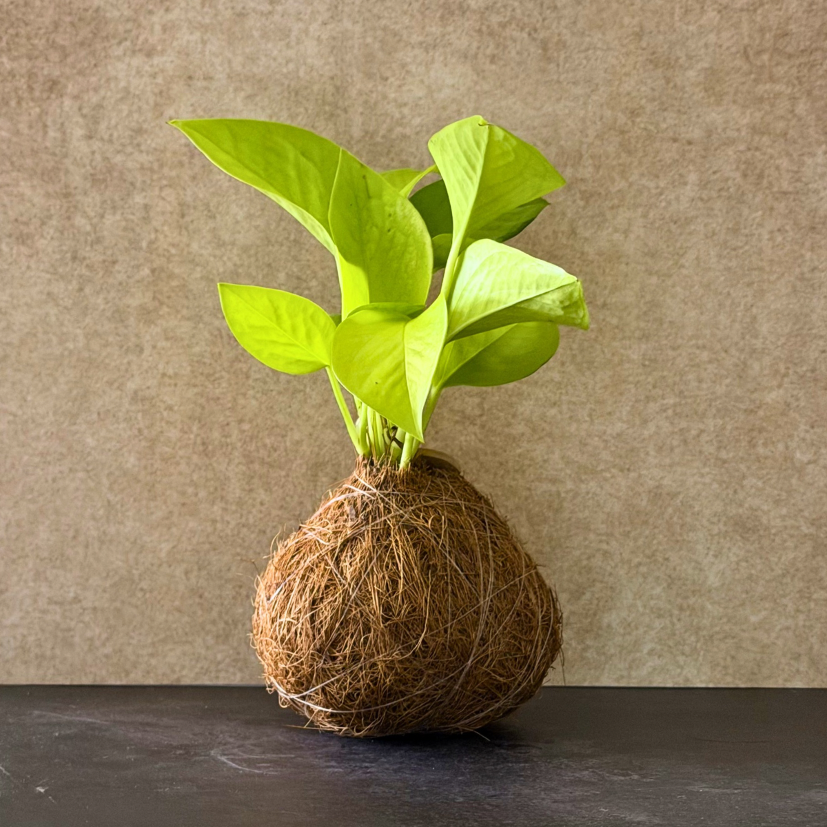 Neon Pothos