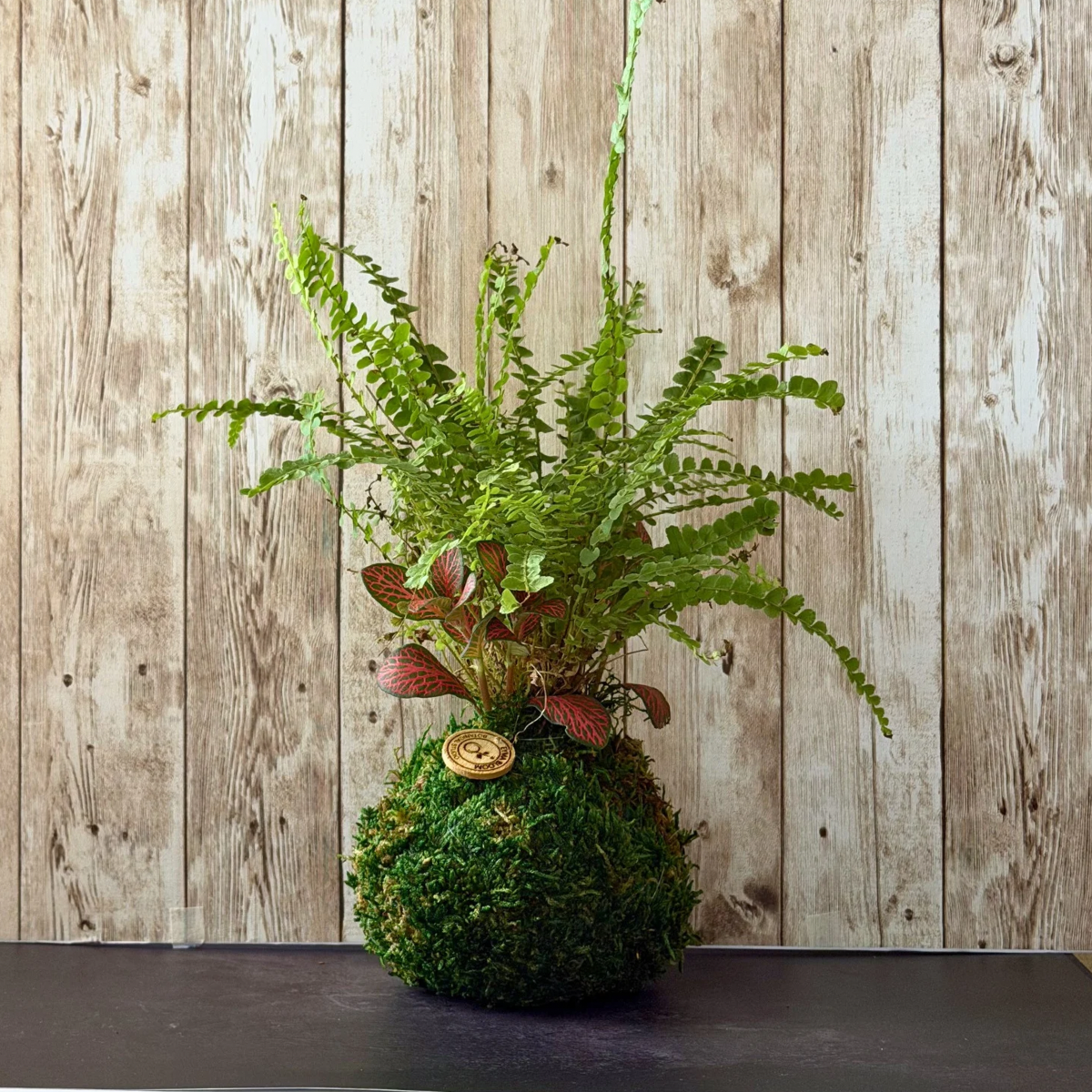 Fittonia & Fern Kokedama