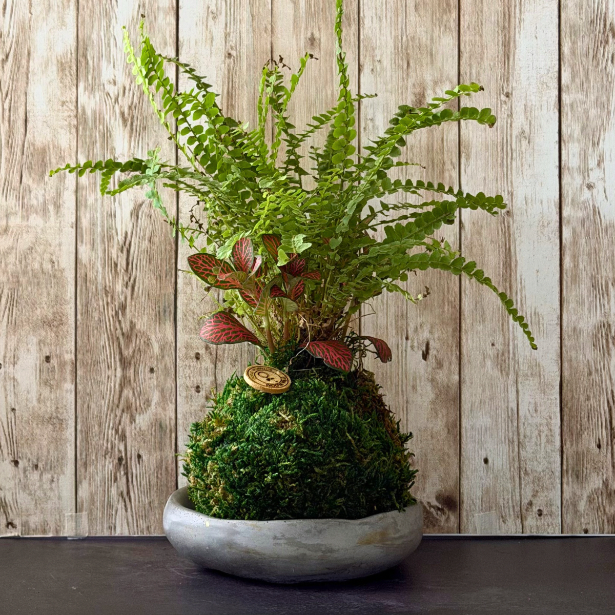 Fern & Fittonia Kokedama in Concrete Bowl